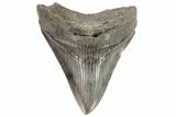 Fossil Megalodon Tooth - Georgia #76492-2
